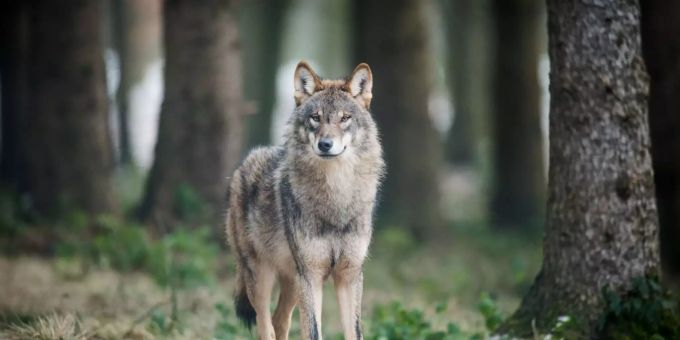 Wolfsschäden werden künftig von der EU vollständig getragen. (Symbolbild) Ein Wolf (Canis Lupus Lupus) steht in einem Gehege.