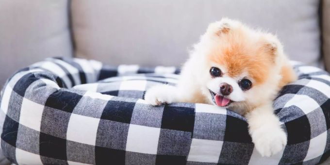 Das sind die Bilder vom niedlichsten Hund der Welt Boo