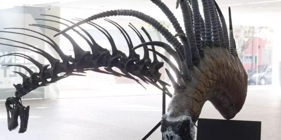 Nachbildungen des Bajadasaurus pronuspinax, eine Dinosaurierart mit enormen Stacheln am Hals. Foto: Fundación Azara