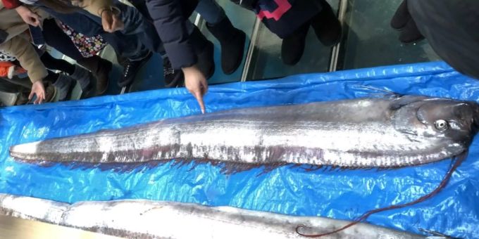 In Japan wurde dieser Riemenfisch vor einigen Jahren gefangen. (Archivbild) Riemenfisch