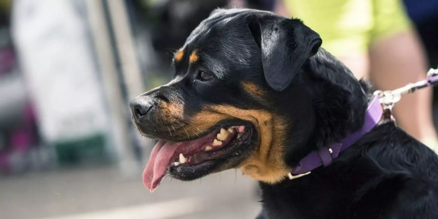 Rottweiler Knast