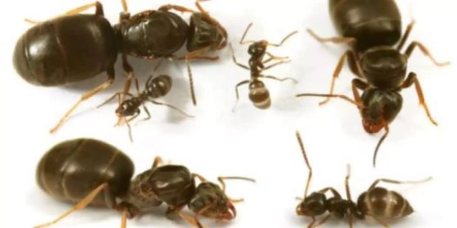 Lasius neglectus (vergrössert)
