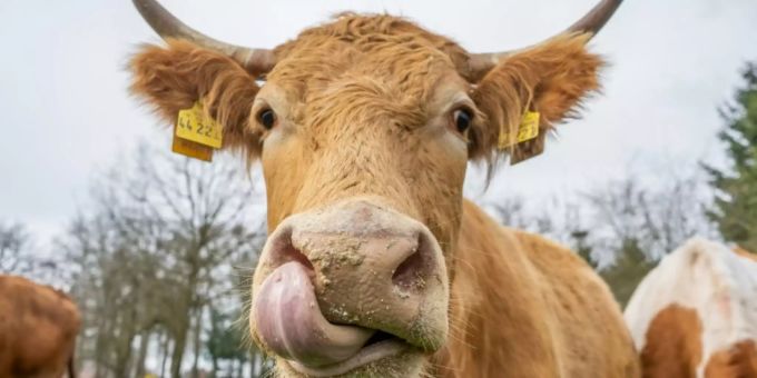 Hohe Margen - An Label-Fleisch verdienen primär die Detailhändler