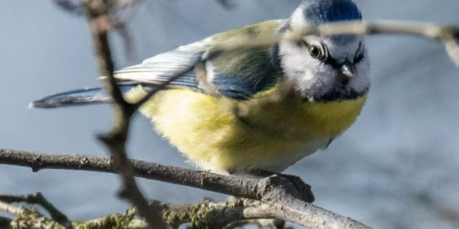 Blaumeise