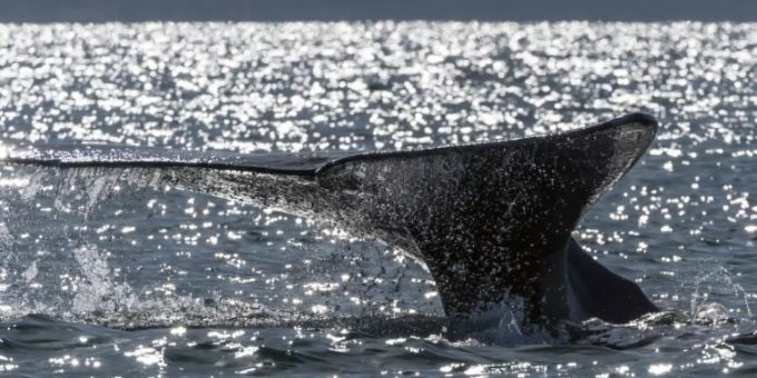 Image d'illustration d'une baleine photographiée en mars 2015 en Basse-Californie au Mexique Image d'illustration d'une baleine photographiée en mars 2015 en Basse-Californie au Mexique