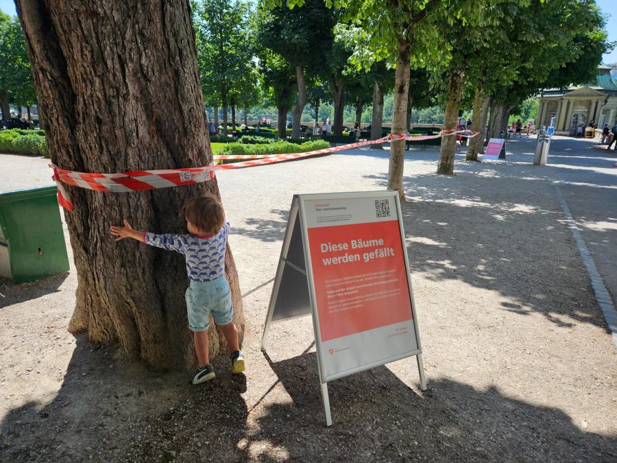 Ein kleiner Junge umarmt einen Baum auf dem Münsterplatz in Bern.