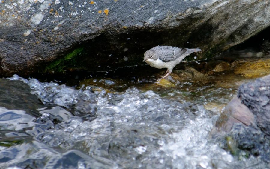 Eine Wasseramsel am Bach.