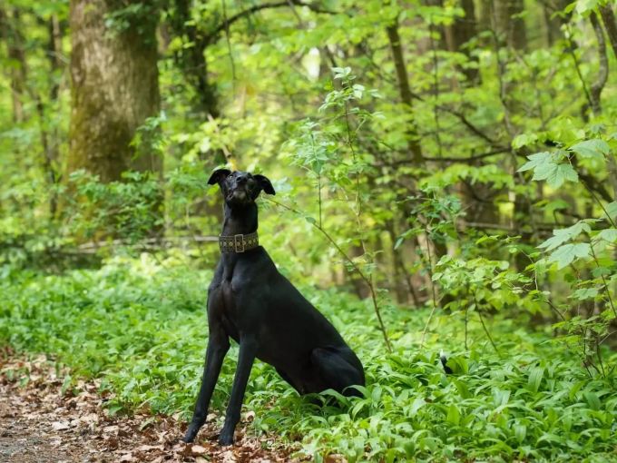 Der Galgo-Rüde hat einen starken Jagdtrieb, weshalb keine weiteren Tiere im neuen Zuhause leben sollten. New Graceland Rio