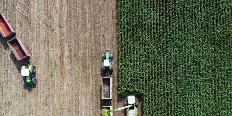 Auf einem Feld eines Landwirtschaftsbetriebes wird Mais für eine Biogasanlage und als Futter für Kühe gehäckselt (Luftaufnahme mit einer Drohne). Klimaschutzmassnahmen können schwere Folgen für die Artenvielfalt haben. Foto: Patrick Pleul/dpa-Zentralbild/dpa