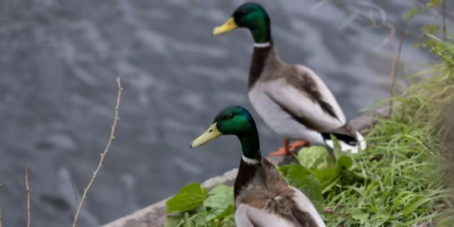 Enten an einem Ufer