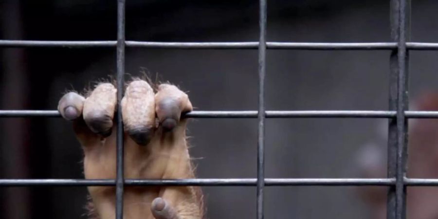 Eine Hand am Gitter: ein junger Orang-Utan in Gefangenschaft. Foto: Felix Meschede/NDR/dpa