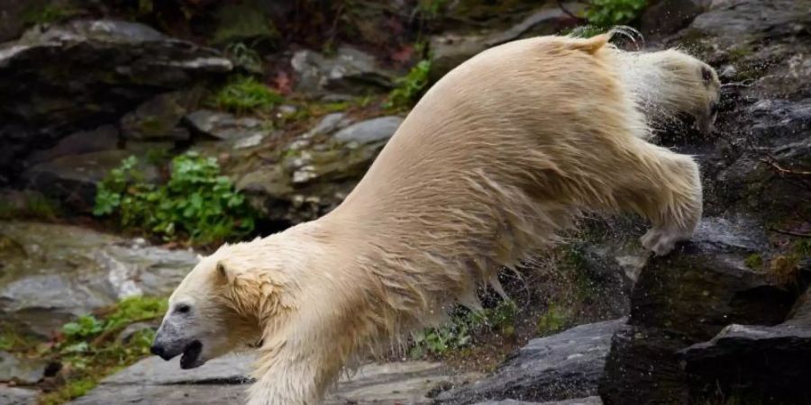 Eisbärin Hertha im Tierpark Berlin. Foto: Gregor Fischer/dpa