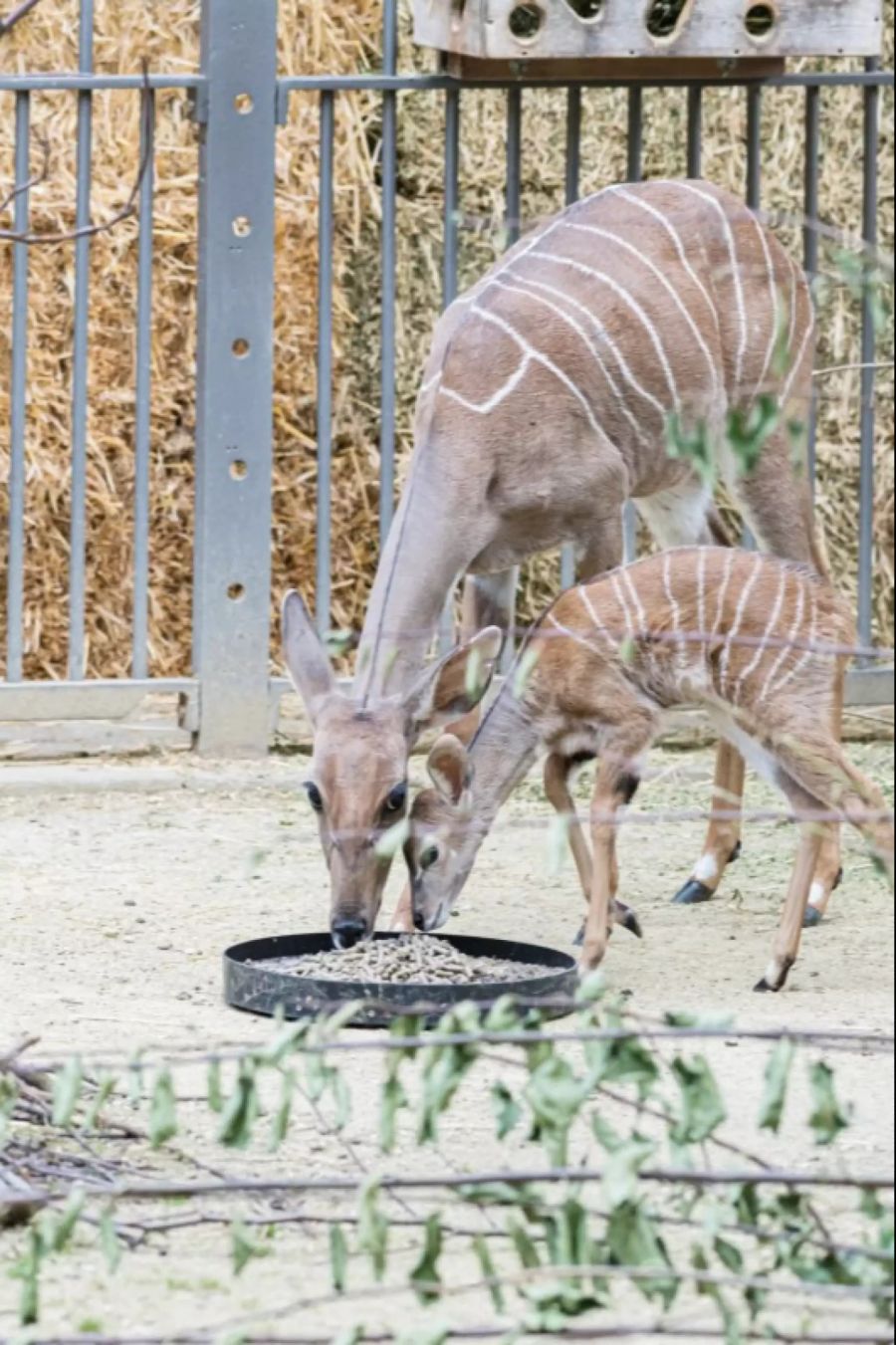 Kleine Kudus