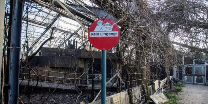 Bei dem Brand im Krefelder Zoo waren mehrere Menschenaffen gestorben, darunter Orang-Utans, Gorillas und ein Schimpanse. Foto: Christoph Reichwein/dpa Bei dem Brand im Krefelder Zoo waren mehrere Menschenaffen gestorben, darunter Orang-Utans, Gorillas und ein Schimpanse. Foto: Christoph Reichwein/dpa