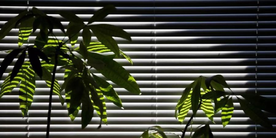 Die Wissenschaft hat festgestellt: «Pflanzen sind grossartig, aber sie reinigen die Raumluft nicht schnell genug, um einen Effekt auf die Luftqualität ihres Zuhauses oder ihres Büros zu haben.». Foto: Daniel Karmann/dpa