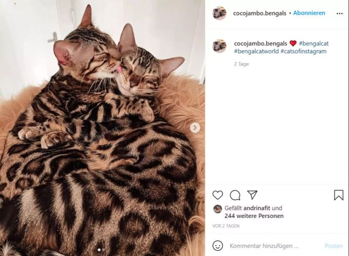 Andrinas Büsi Coco und Jambo haben sogar einen eigenen Instagram-Account. andrina