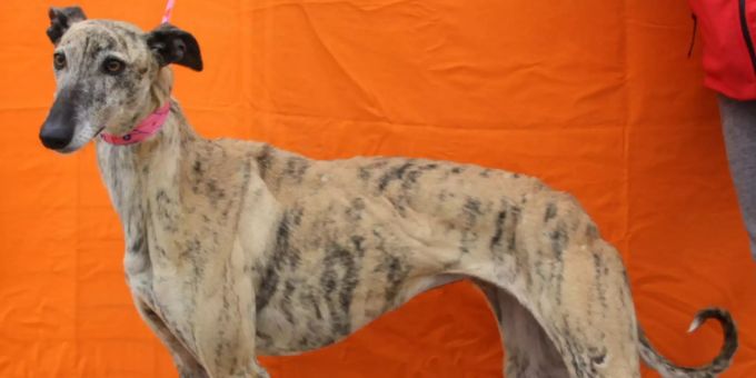 Galgo-Hündin Arwen wurde auf dem Highway aufgegriffen und befindet sich nun in der New Graceland Auffangstation. Arwen New Graceland