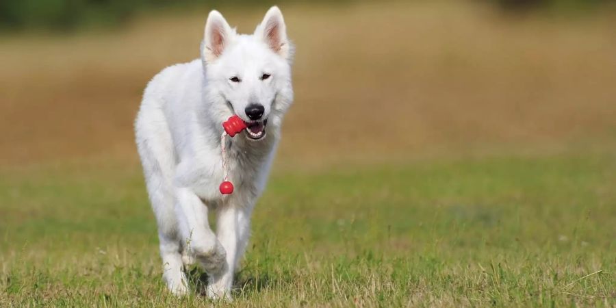 Ein weisser Hund