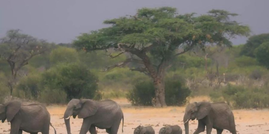 Eine Elefantenherde ist im Hwange-Nationalpark auf der Suche nach Wasser. Der beschränkte Zugang zu Frischwasser könnte eine Ursache für den sinkenden Elefantenbestand sein. Foto: AP/dpa