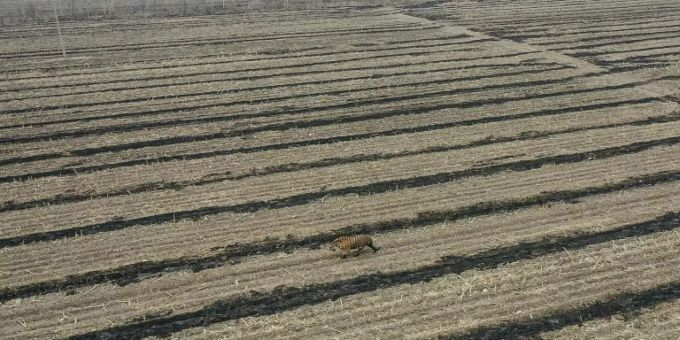 Im Nordosten - Sibirischer Tiger greift Landarbeiter Chinas an