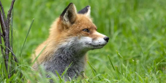 Ein Fuchs