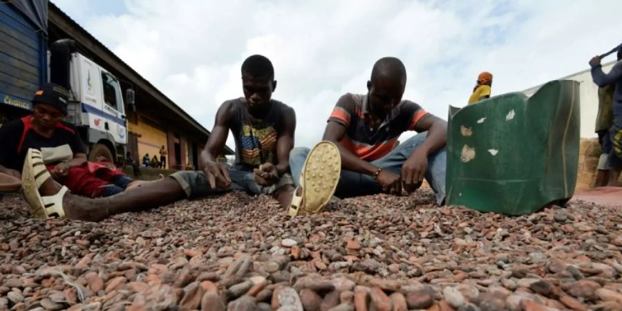 Sortieren von Kakaobohnen in Abidjan 2019