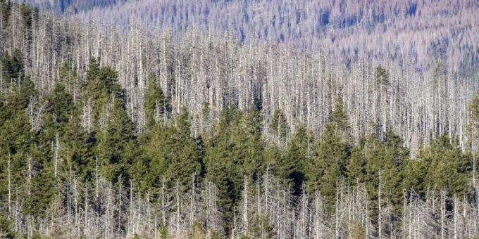 Ein Waldstück mit abgestorbenen Fichten an den Hängen des Brockens. Die Nadelbäume sind vom Borkenkäfer befallen, dazwischen noch grüne Nadelbäume. Foto: Klaus-Dietmar Gabbert/dpa-Zentralbild/dpa Ein Waldstück mit abgestorbenen Fichten an den Hängen des Brockens. Die Nadelbäume sind vom Borkenkäfer befallen, dazwischen noch grüne Nadelbäume. Foto: Klaus-Dietmar Gabbert/dpa-Zentralbild/dpa