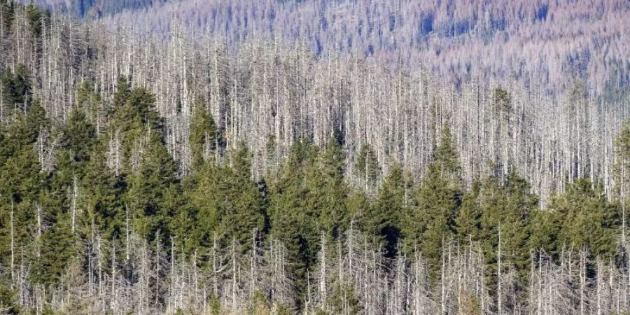 Ein Waldstück mit abgestorbenen Fichten an den Hängen des Brockens. Die Nadelbäume sind vom Borkenkäfer befallen, dazwischen noch grüne Nadelbäume. Foto: Klaus-Dietmar Gabbert/dpa-Zentralbild/dpa