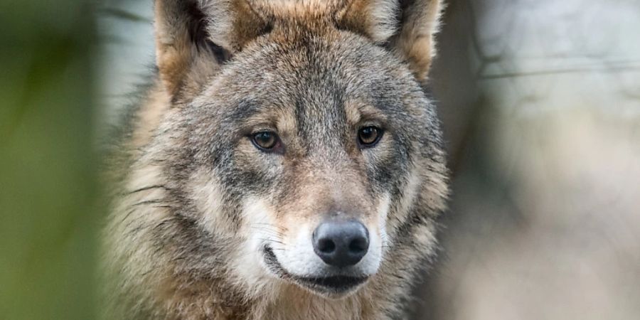 Den Wolf in die Schranken weisen: an dieses Ziel sollten auch dieses Jahr wieder dutzende Mahn- und Solidaritätsfeuer in der Schweiz und in mehreren europäischen Ländern erinnern, die am Freitagabend entzündet wurden. (Symbolbild)