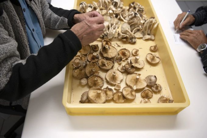 Mitarbeiter der Pilzkontrolle Zürich untersuchen einige Pilze. Pilze