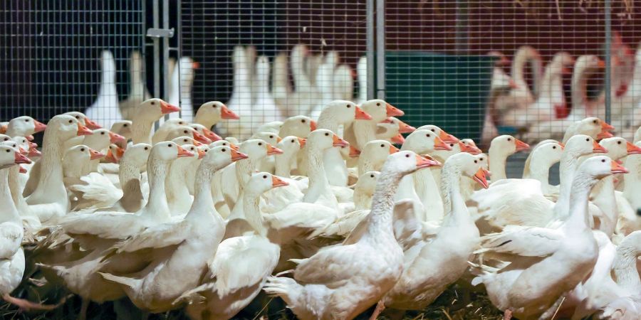 Zuchtgänse laufen durch einen Stall. An Weihnachten wird nach Befürchtung von Geflügelzüchtern wegen der kursierenden Vogelgrippe so mancher auf die traditionelle Weihnachtsgans verzichten müssen.