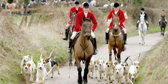 Die Hetzjagd wird in Grossbritannien immer noch praktiziert. Hetzjagd