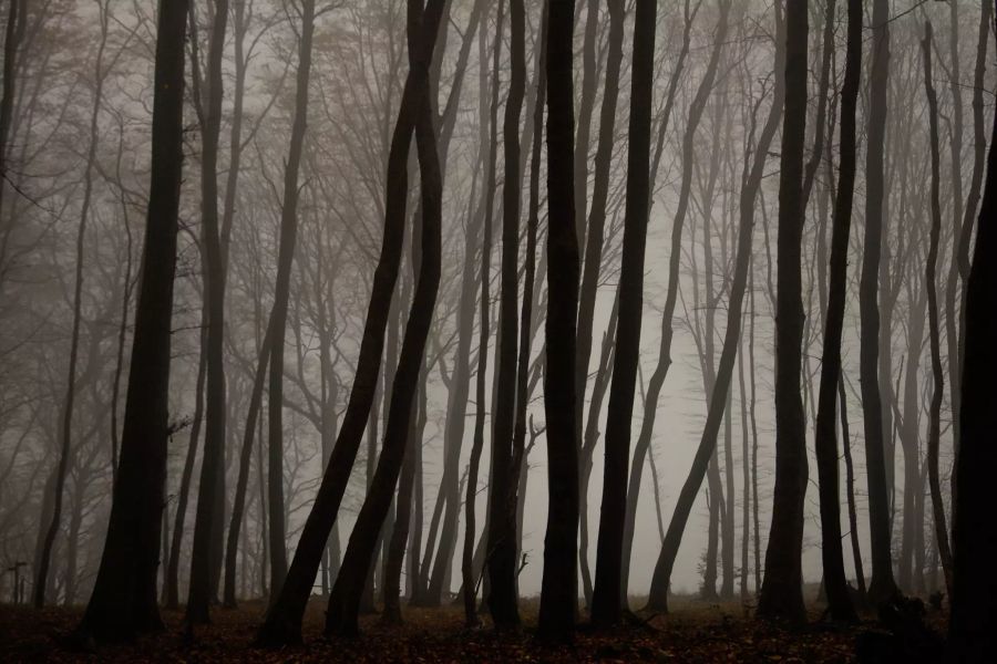 Baumstämme Nebel schwarz weiss braun