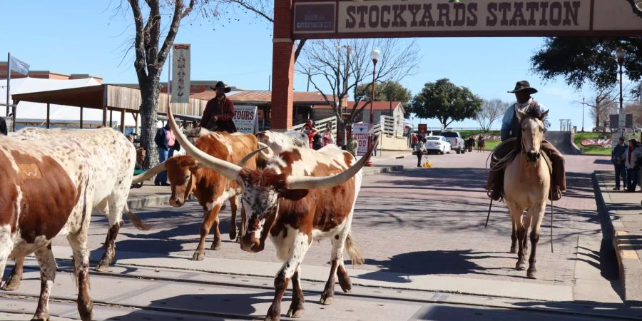 Cowboy Rinderherde Stockyards Station