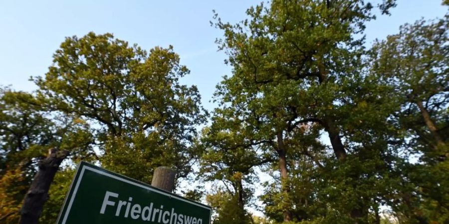 Im Friedwald gibt es keine Toiletten und die Wege sind oft unbefestigt. Infrastrukturell bietet der konventionelle Friedhof vor allem für ältere Menschen Vorteile. Foto: Swen Pförtner/dpa