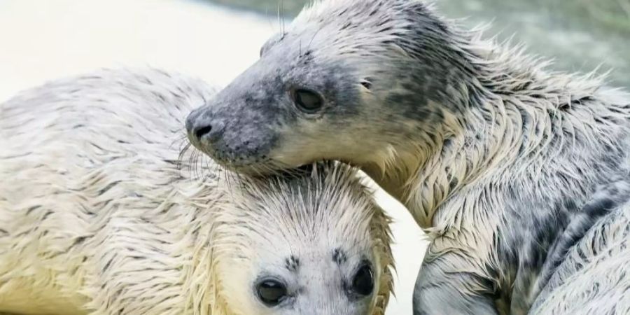 Der Kegelrobben-Heuler „Rudi“ (l) und "Renate" in der Seehundstation im Aufzuchtbereich. Die beiden Heuler wurden auf Helgoland gefunden und per Flugzeug in die Station gebracht. Foto: Axel Heimken/dpa