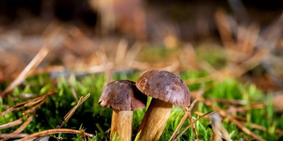 Gemäss der «Handstraussregelung» darf jeder Blumen, Früchte, Pilze und Kräuter aus der Natur entnehmen - allerding nur für den persönlichen Bedarf. Foto: Zacharie Scheurer/dpa-tmn