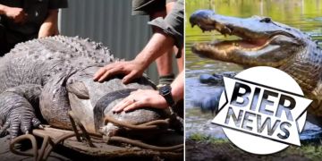 Alligator