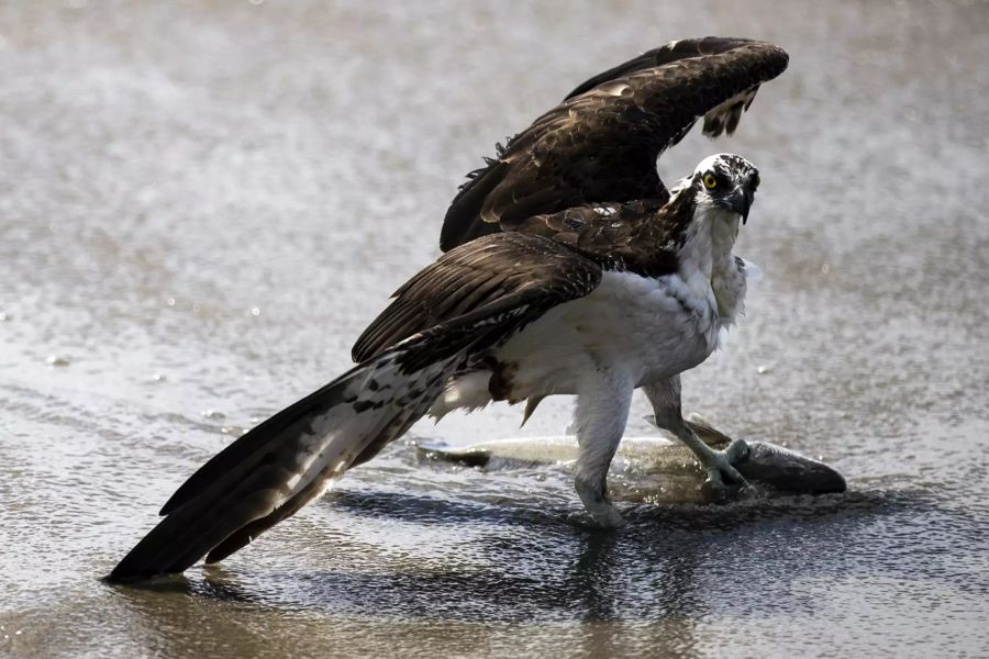 Oil Spill off the coast of Huntington Beach, California