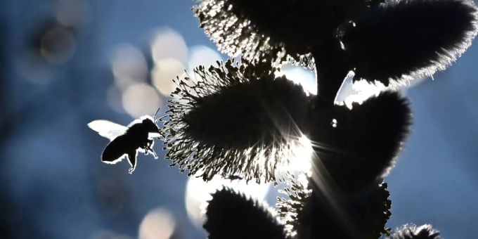 Der Einsatz von Pestiziden belastet die Umwelt stark. Pestizid
