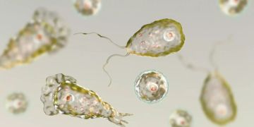 Naegleria Fowleri