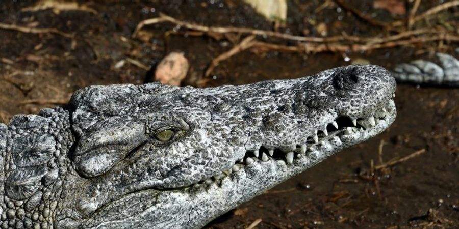 Krokodil