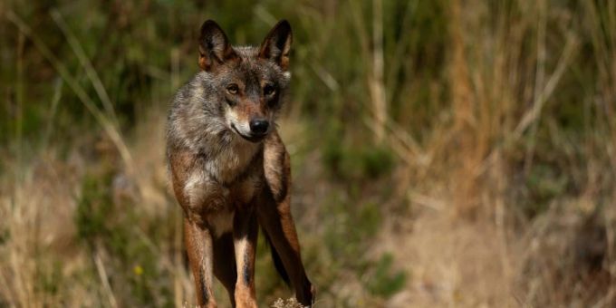 Seit Anfang März seien im Grenzgebiet der Kantone Waadt und Neuenburg mehr als 20 Nutztiere von Wölfen gerissen worden. (Symbolbild) Wolf