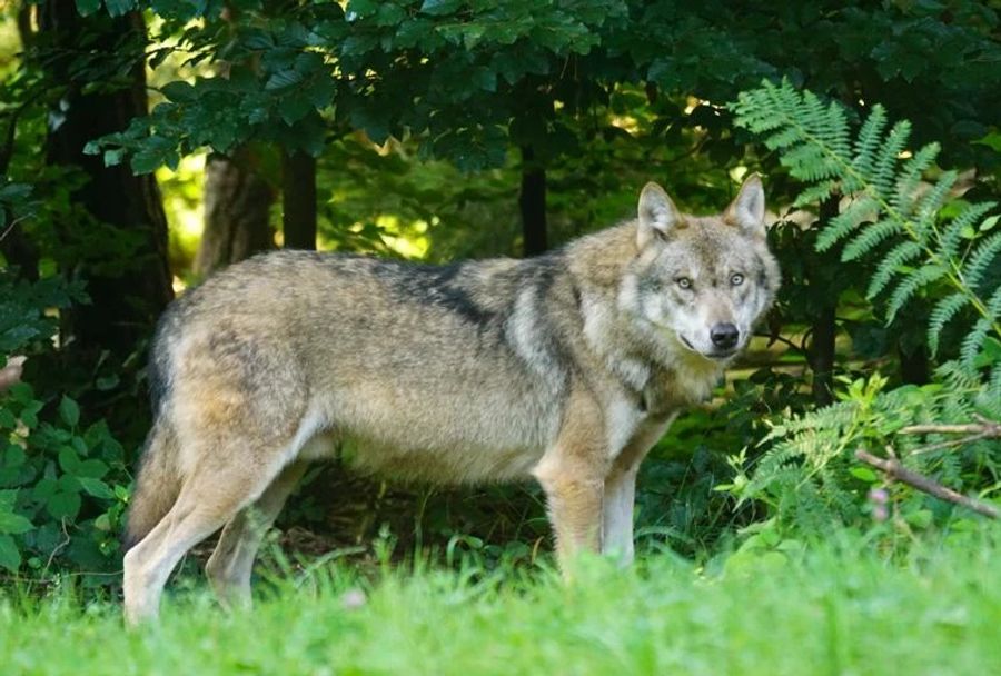 Aber auch im Flachland kommt es immer wieder zu Sichtungen und Attacken auf andere Tiere. (Symbolbild)