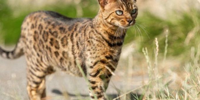 Alptraum für Halter - Mit Wildkatzen gekreuzte Hauskatzen