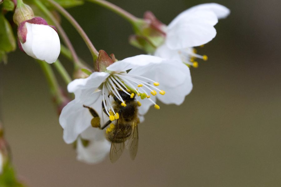 Blüten Pollen Biene