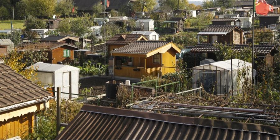 schrebergarten dieb früchte