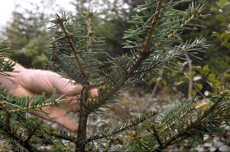 Das Problem: Die Tiere verbeissen Jungbäume, die dadurch nicht wachsen. (Archivbild)
