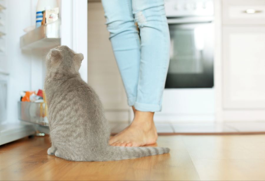 katze gefahren