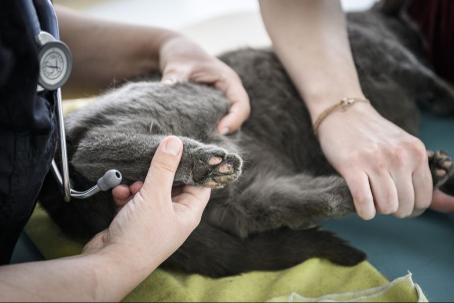 Tierarztbesuche gehören zu der Tierhaltung bei Katzen und Hunden. (Symbolbild)